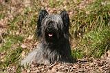 SKYE TERRIER 080
